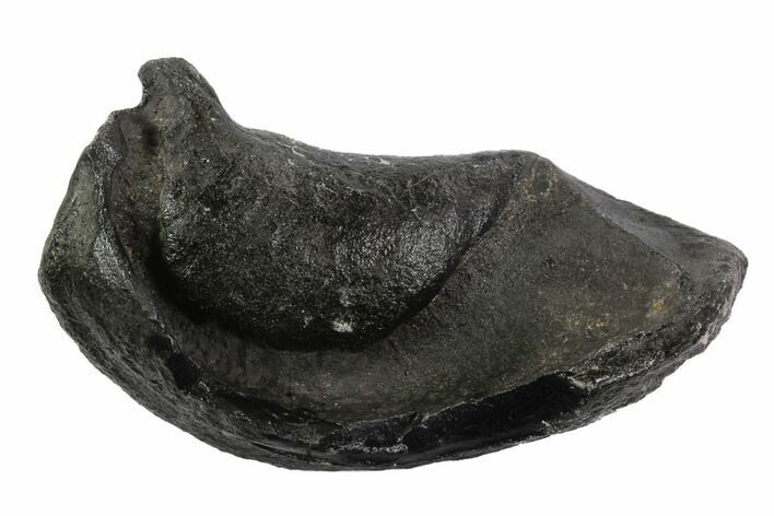 Fossil Whale Ear Bone - Miocene #95749